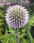 image of flower