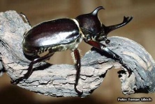 image of rhinoceros_beetle #23