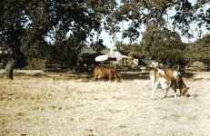 image of animal