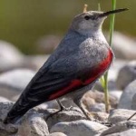 image of bird