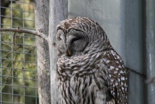 image of animal