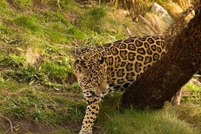 image of jaguar_car