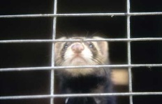image of polecat