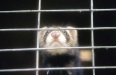 image of polecat #25