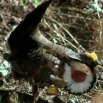image of bird