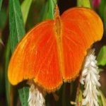 image of animal