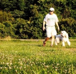 image of standard_poodle