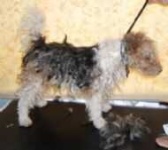 image of wire_haired_fox_terrier #20