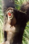image of siamang