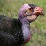 image of bird