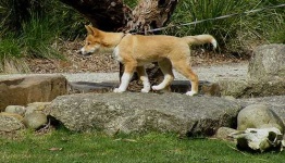 image of dingo