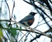 image of robin