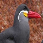 image of bird