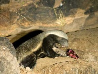 image of badger