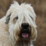image of animal