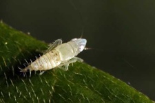 image of leafhopper