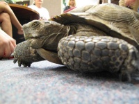 image of animal