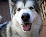 image of malamute