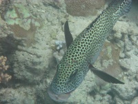 image of coral_reef