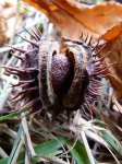 image of buckeye