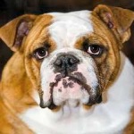 image of animal