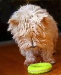 image of west_highland_white_terrier