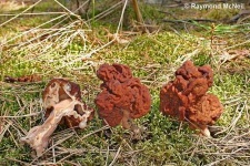 image of gyromitra
