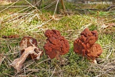 image of gyromitra #2