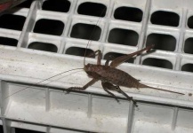 image of cricket