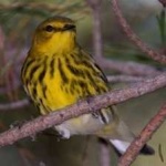 image of bird