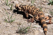 image of gila_monster