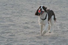 image of english_springer