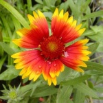 image of flower