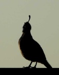 image of quail