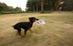 image of doberman