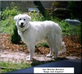 image of kuvasz