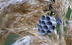 image of honeycomb