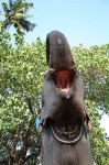 image of indian_elephant