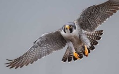 image of falcon