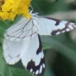 image of animal