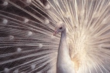 image of peacock