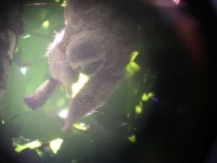 image of three_toed_sloth