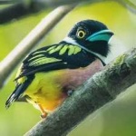 image of bird