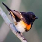 image of bird