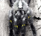 image of tarantula