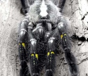 image of tarantula #20