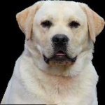 image of animal