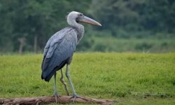 image of stork