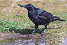 image of animal