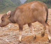 image of water_buffalo